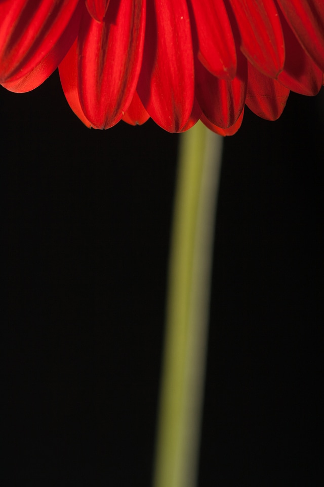 Gerbera