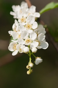 Flowers photo