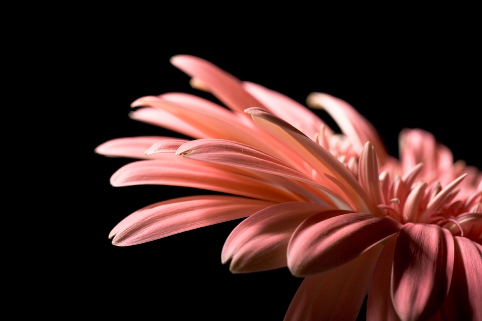 Pink Gerbera Flower on Black
