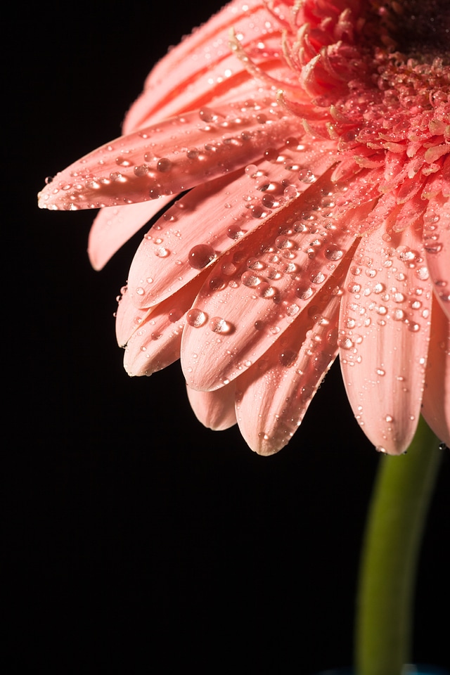 Water drops on flower petals