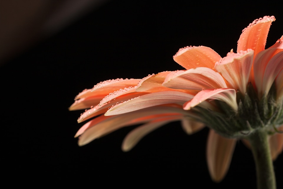 water drops on flower petals