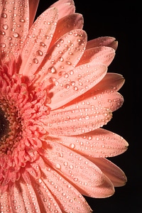 Water drops on flower petals photo