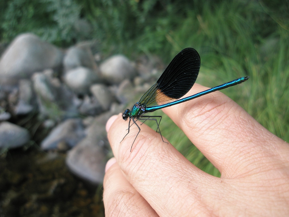 Insects hand damselfly