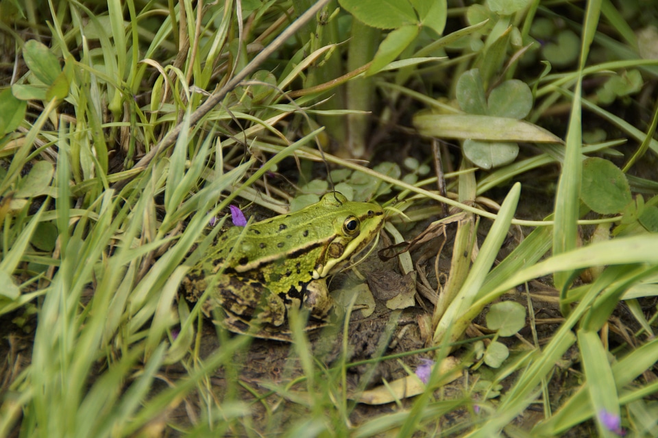 Meadow green amphibian