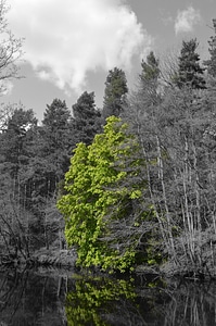 Spring season branches
