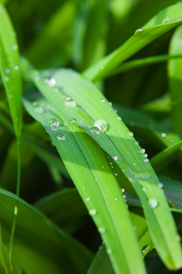 Dew on grass photo