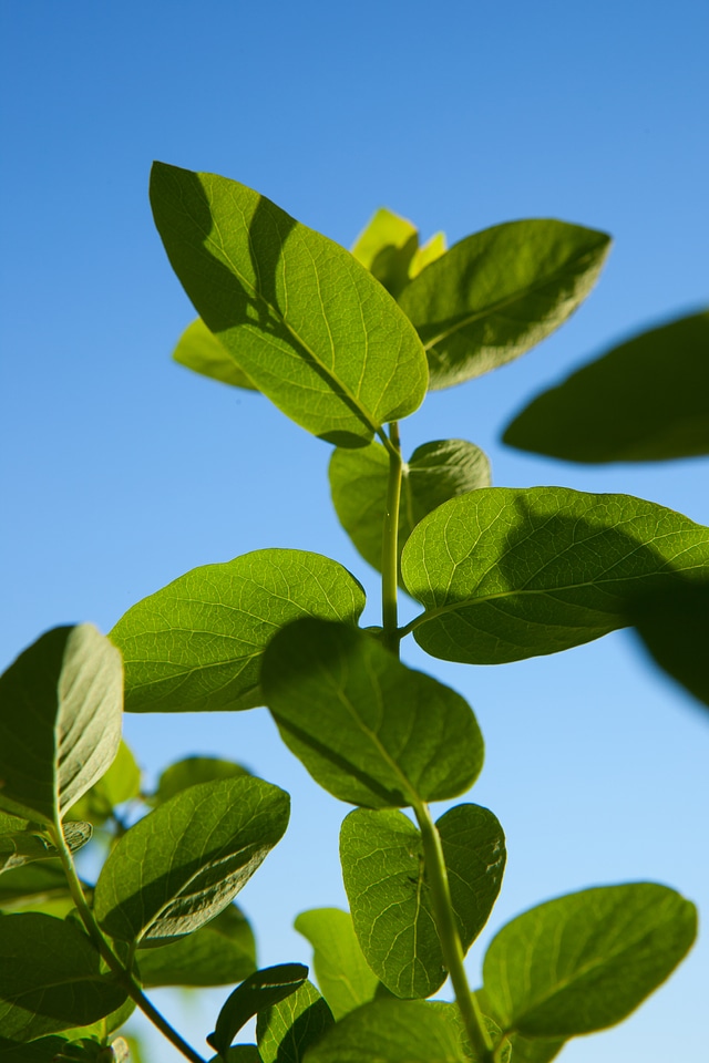 Plants