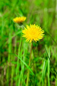 Dandelions photo