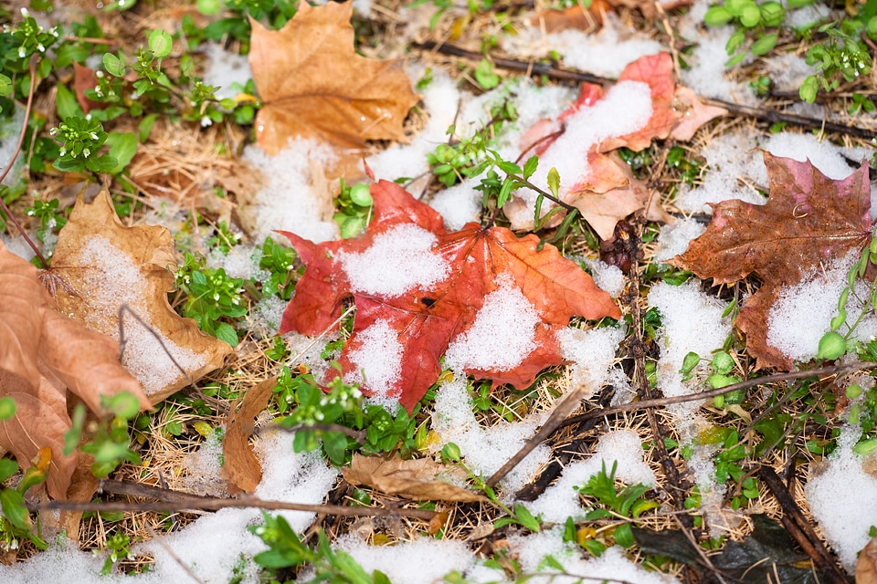 winter snow and autumn leaves