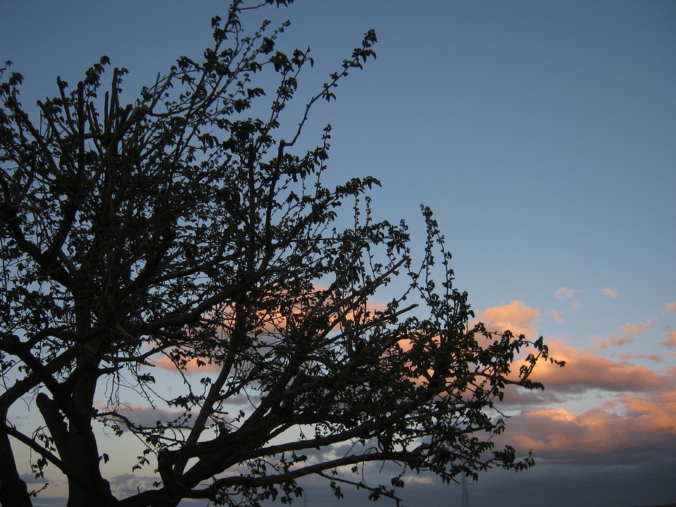 Tree clouds nature