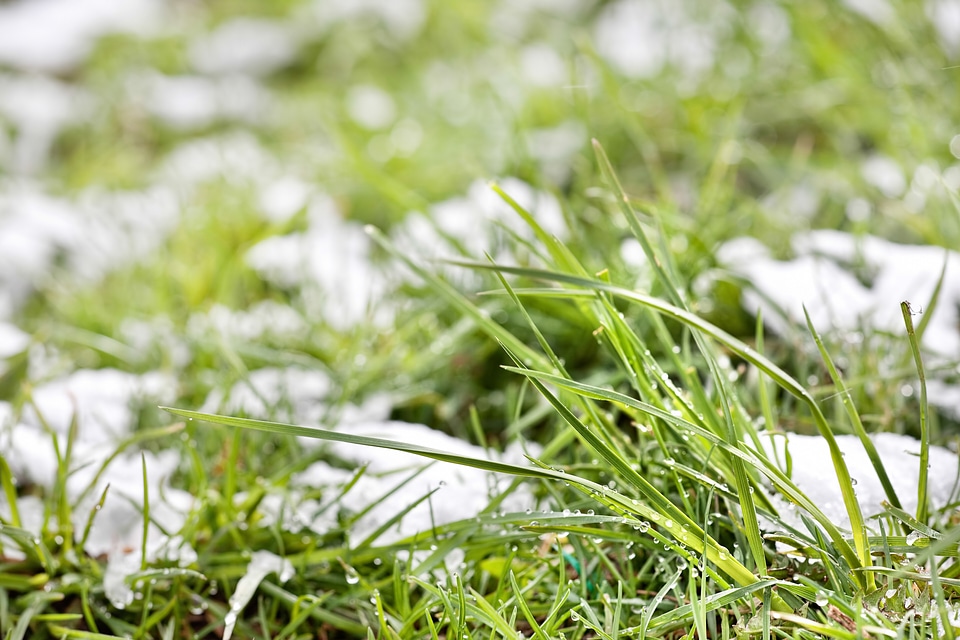 grass in the snow photo