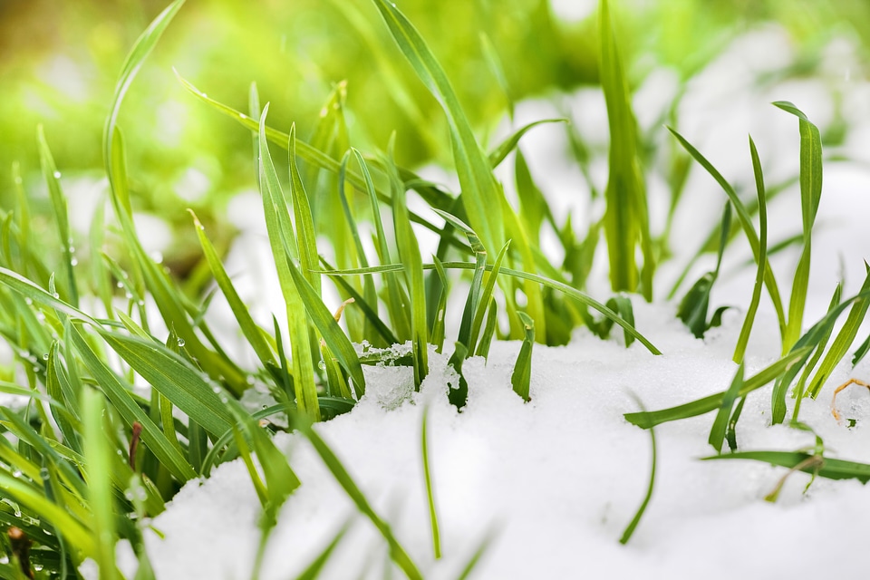 grass in the snow photo