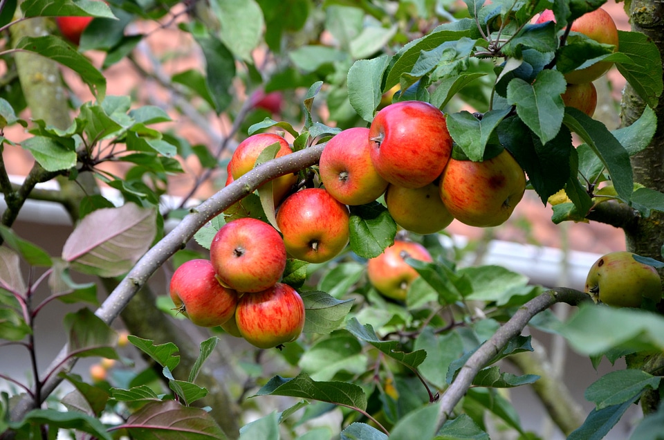 Harvest pome fruit red
