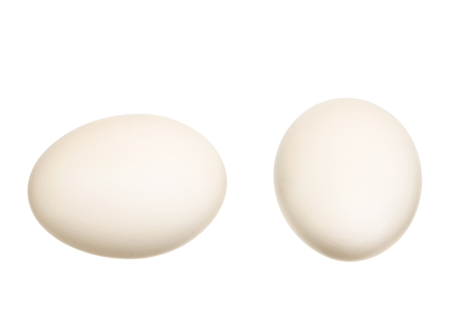 White eggs photo