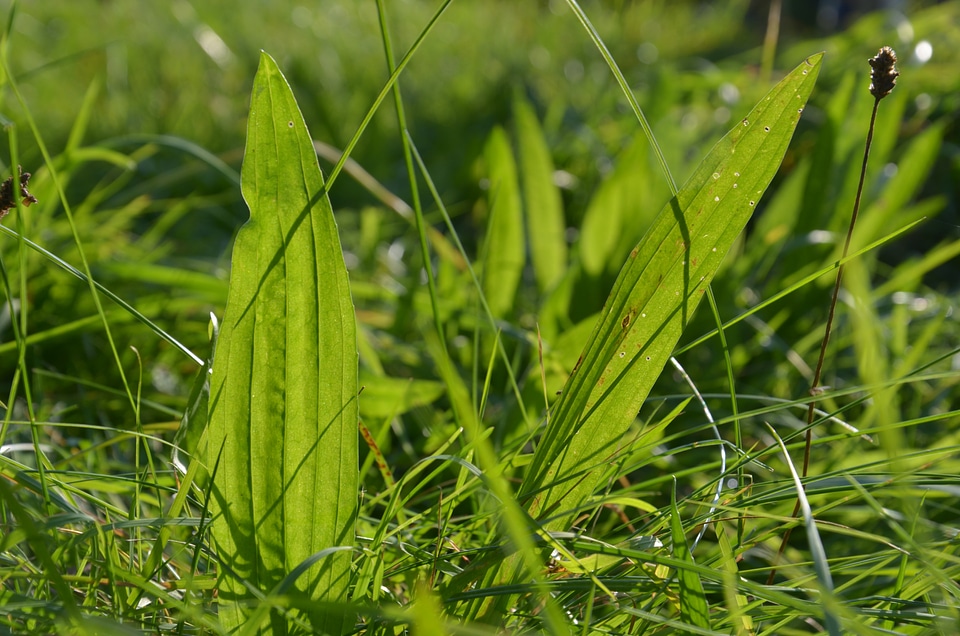 Plantain grass green