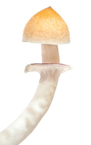 Mushroom photo