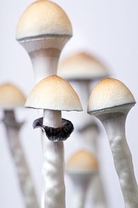 Mushrooms photo