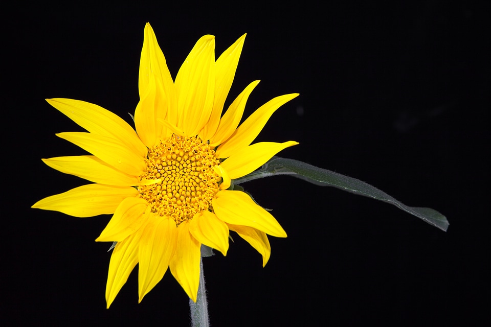 Sunflower on black