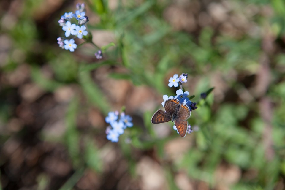 butterfly on flower
