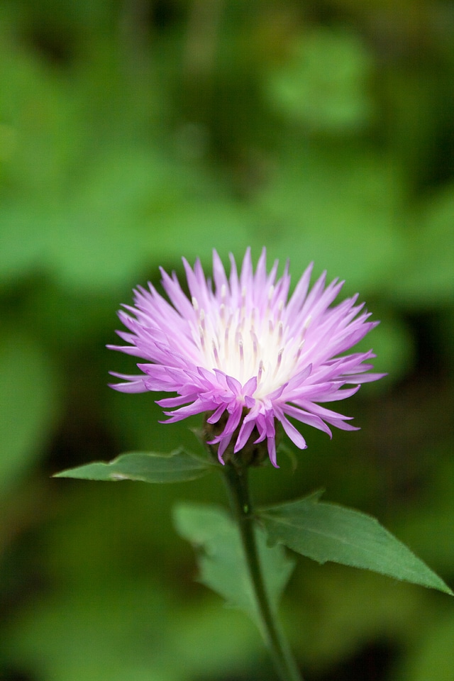Pink flower