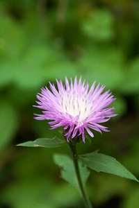 Pink flower