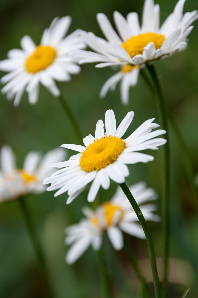 White flowers photo