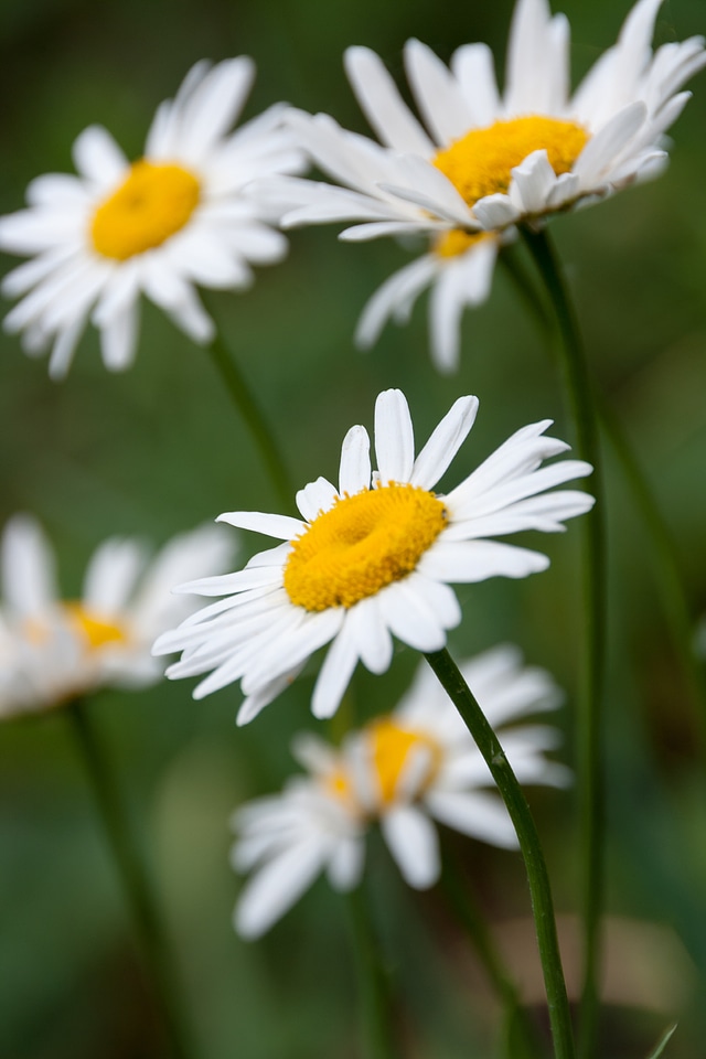 White flowers