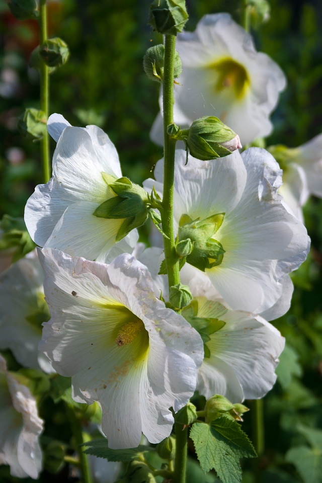 White flowers