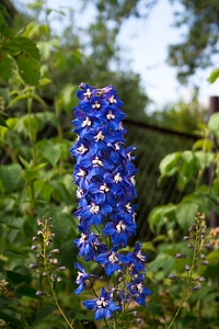 Blue flower photo