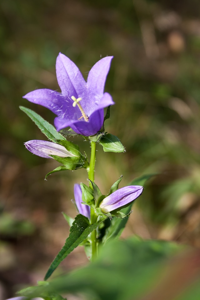 Purple flower