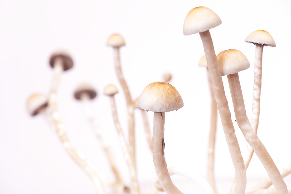 mushrooms