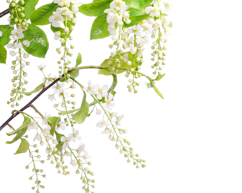 Spring Flowers Blossoming