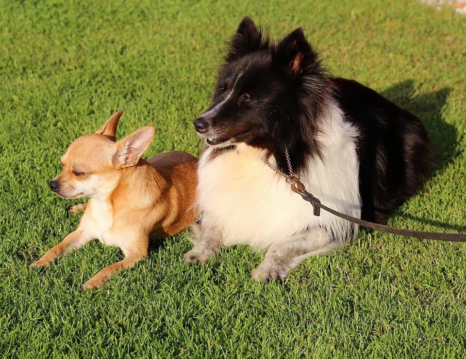 Dog shetland sheepdog sheltie