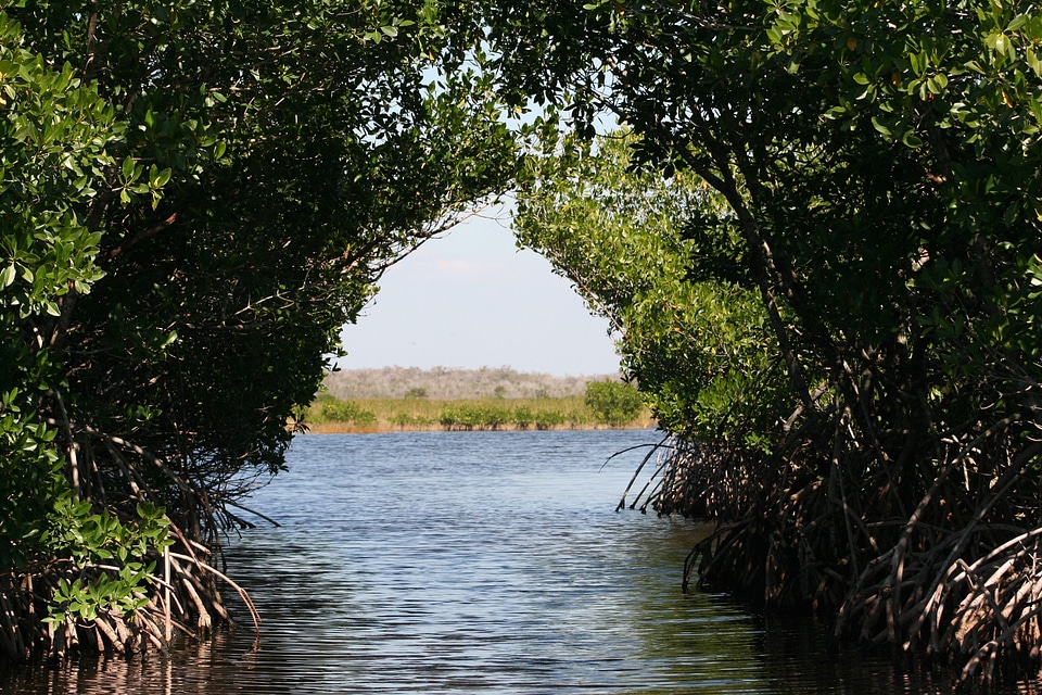 Everglades mangroves bogs