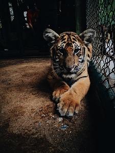 Bengal tiger photo