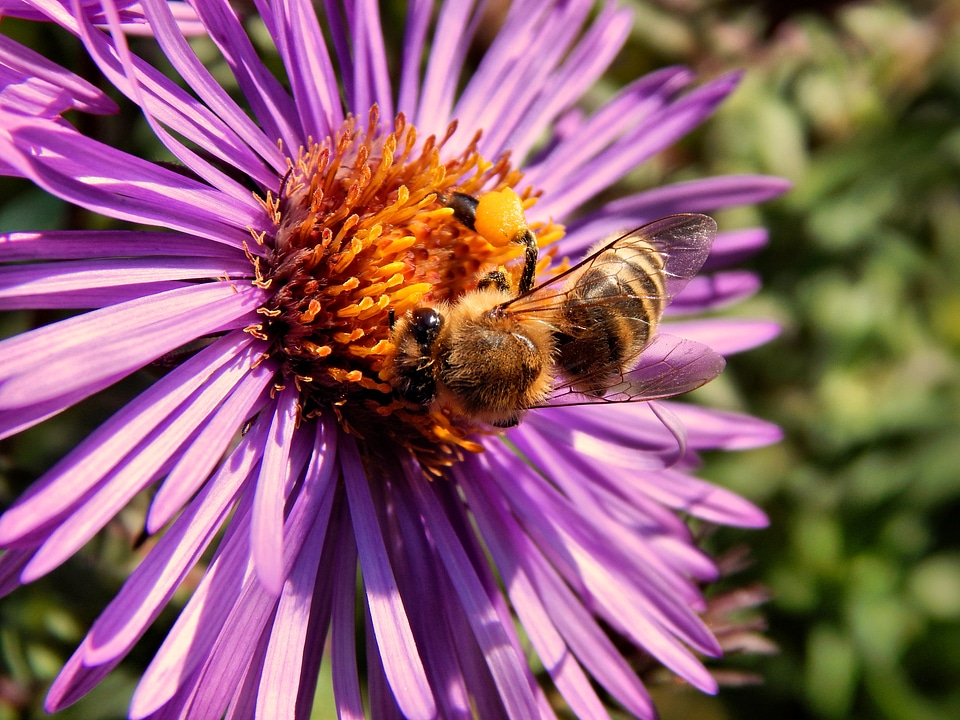 Insect flower pollination