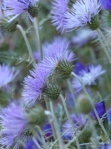 Bloom flower violet