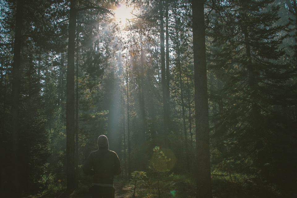 Hiking in the Woods photo