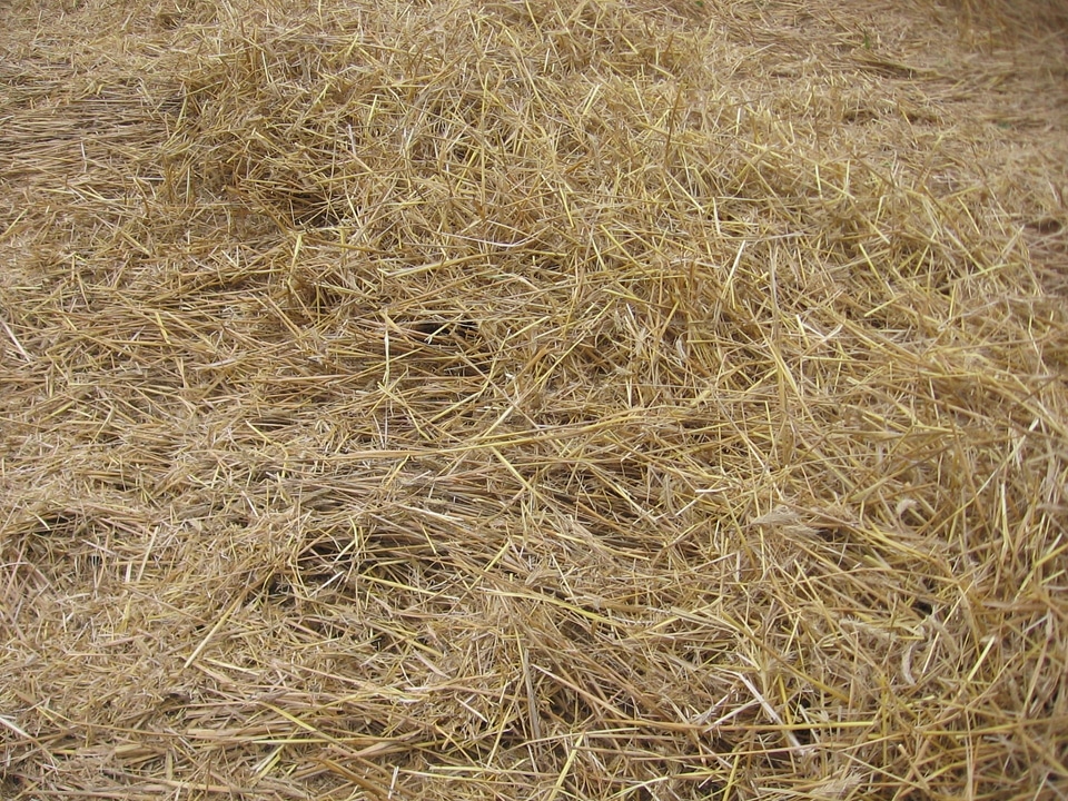 Dry field agriculture