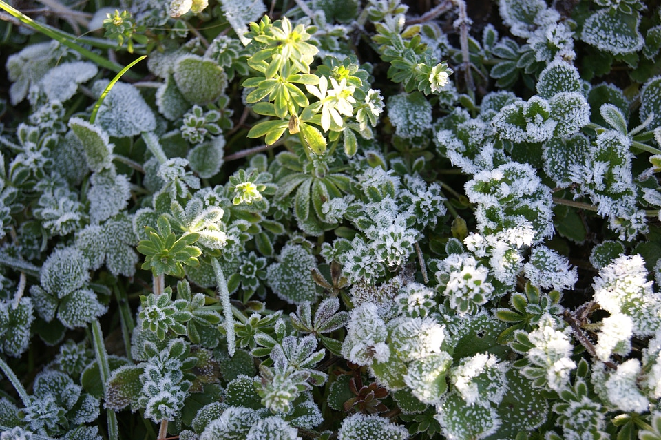Meadow green sunny