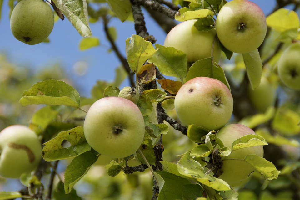 Branches fruit fresh