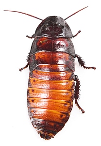 Madagascar cockroach photo