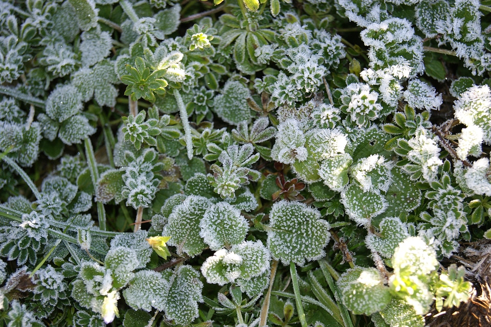 Meadow green sunny
