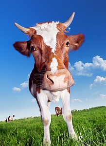 Cow with horns photo