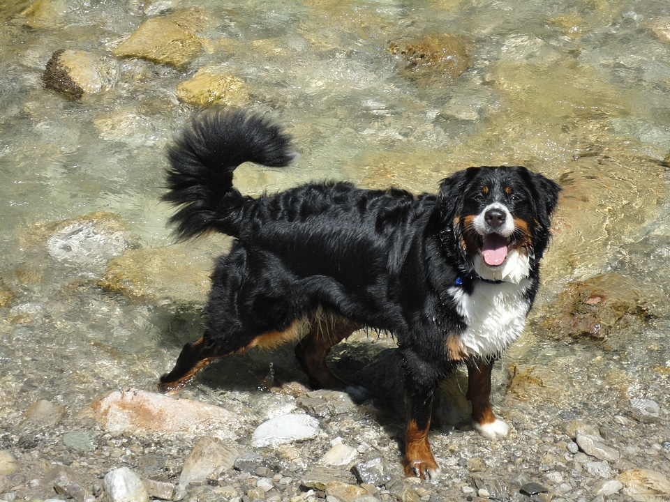 Dog bitch berner sennen dog