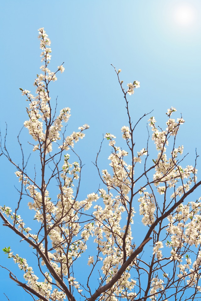 Blooming flowers branch