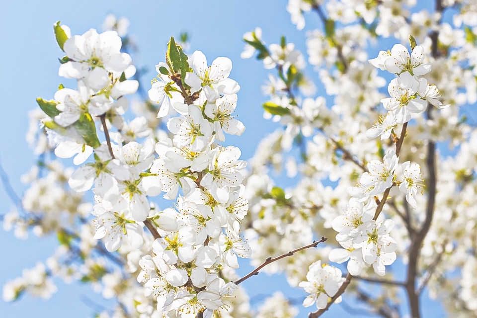 blooming flowers branch