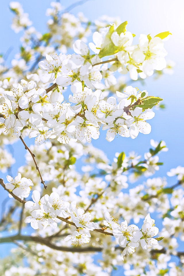 Blooming flowers branch