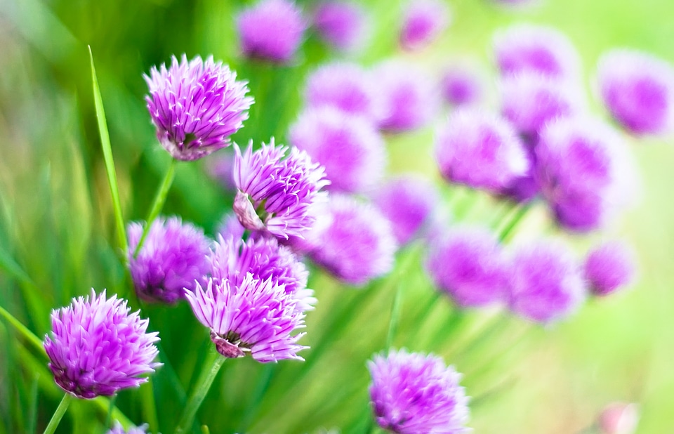 Purple Flowers background