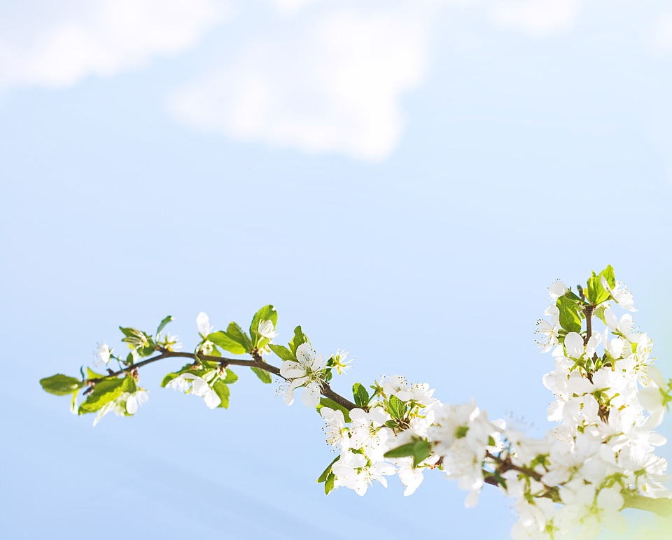 blooming flowers branch